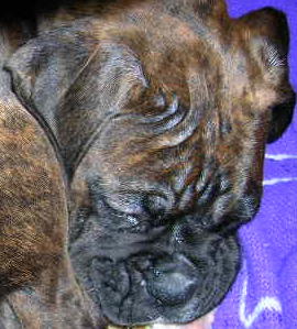 Maggie
