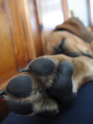 Maggie's puppy paw