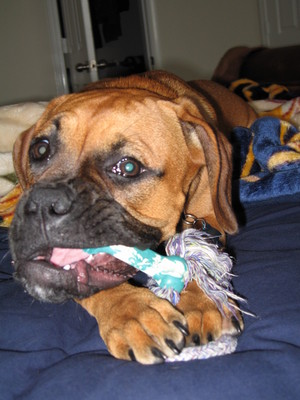 Maggie's teeth have been bothering her