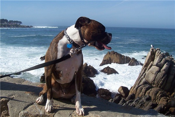 Maggo and the Ocean