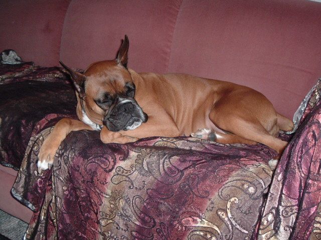 Magic sleeping on her couch
