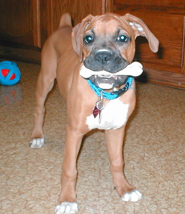 Magnolia and her bone