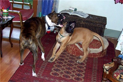 Magoo and Hank duke it out