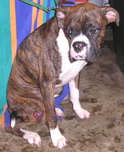 Magoo at the rescue