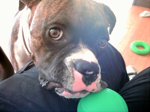 Magoo requesting a game of catch