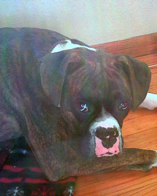 Magoo sunbathing indoors