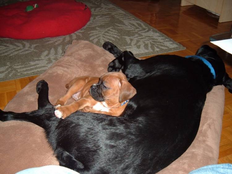 Maia Sam on their pillow