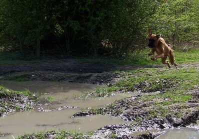 maisey flying