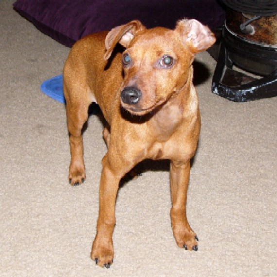Maisy