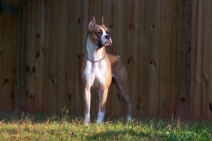 majestic droopy 2