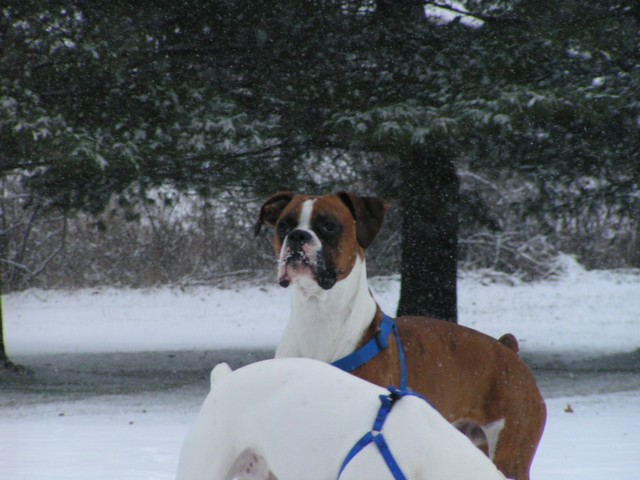 Majestic Duke
