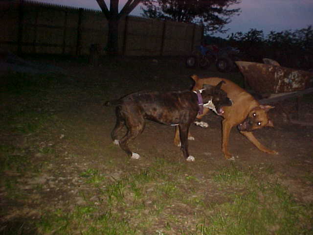 Major and Sas