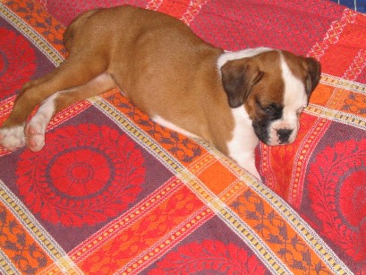 Major asleep