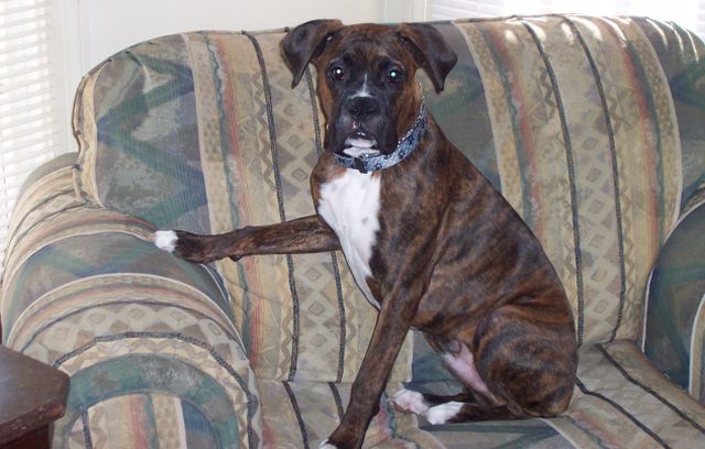 Making himself at home