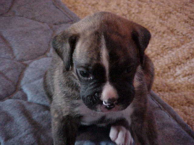 Makita at 3 weeks!!