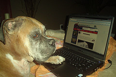 MakLuvsBoxerWorld