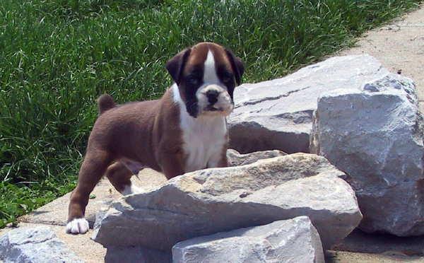 Male puppy - 4 wks