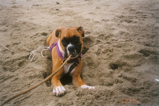 Malibu Carley