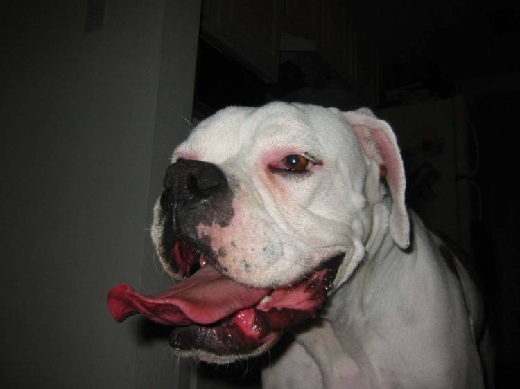 Mama - I got a BIG tongue!!