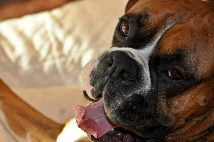 Mambo poking out his tongue