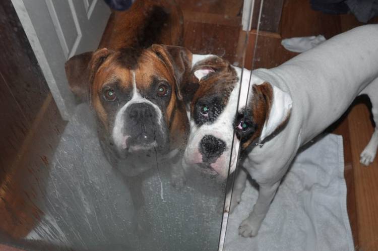 mambo & tonto shower scene