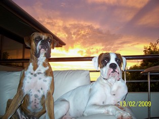 Mambo & Tonto