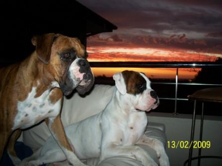 Mambo & Tonto