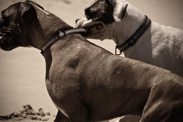 Mambo & Tonto