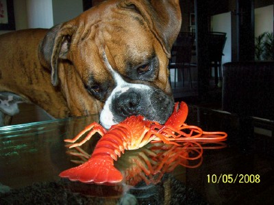 mambo_the_lobster