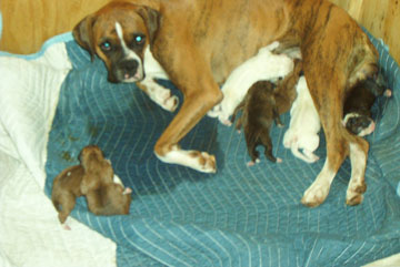 Mamma Dutchess with all 7 pups