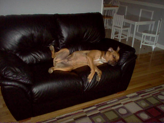 Man of the house
