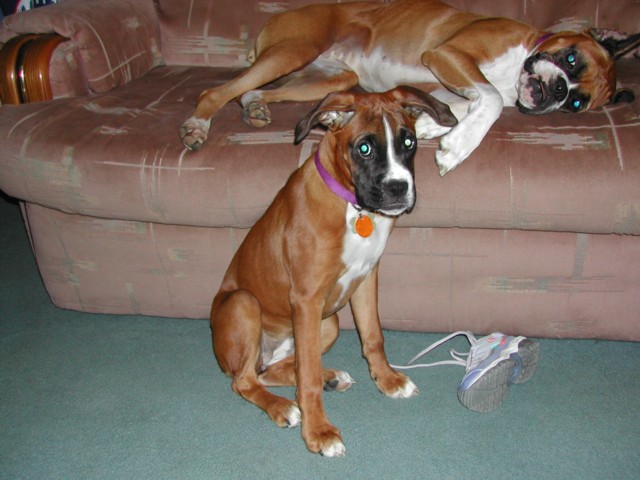 Mandi & Lexi looking for trouble