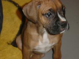 Mangus at 8 weeks