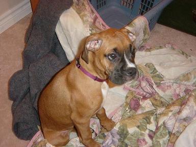 Mangus_2007-03-25