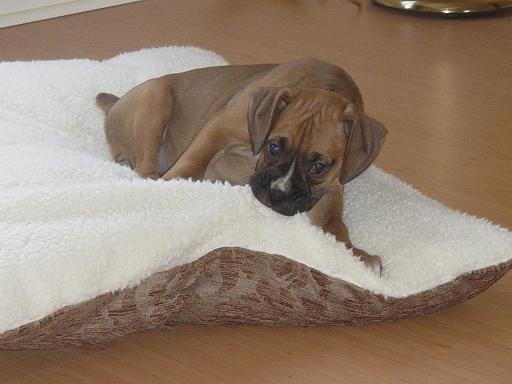 Mangus_First_Day_Home_012
