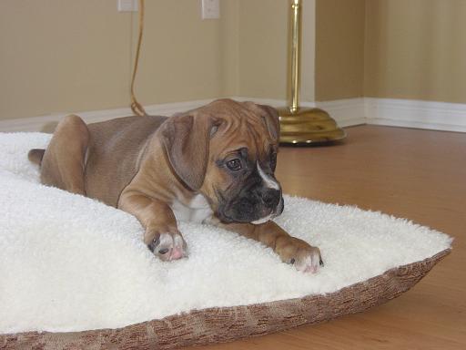 Mangus_First_Day_Home_013