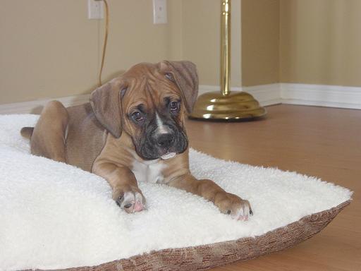 Mangus_First_Day_Home_014