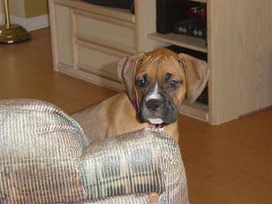 Mangus_on_Chair_001
