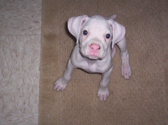 ManiPuppy