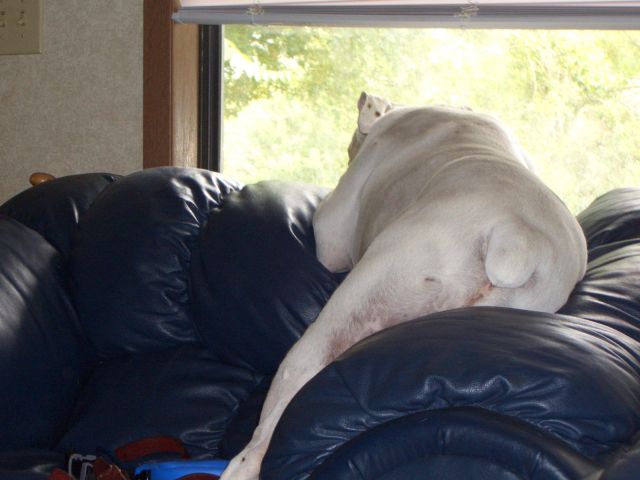 Manny's Perch