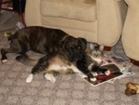 Mara and best bud kitty