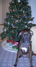Mara Christmas 2005