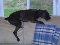 Mara's favorite place to sleep