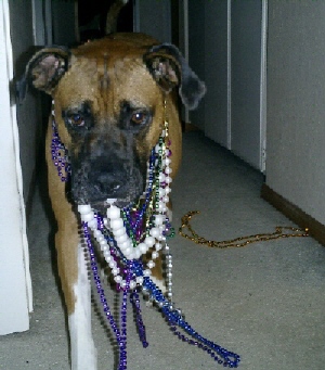Mardi_gra1