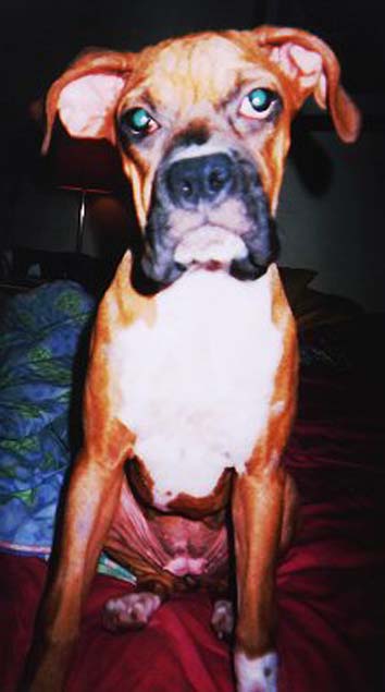Marley (5 mths.)