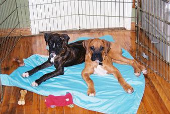 Marley and Irie at 17 weeks in pen