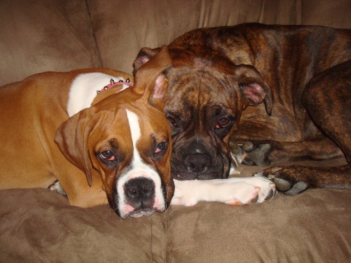 Marley and Rosco cheek to cheek