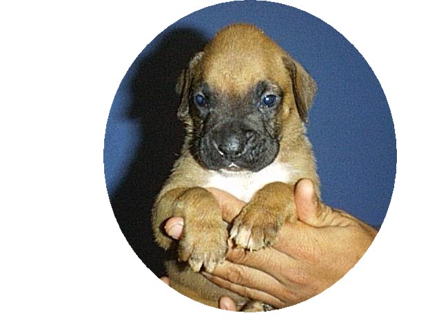 Marley at 3 weeks
