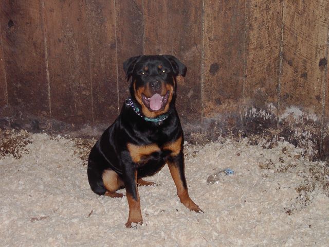 Marley at 7 Months