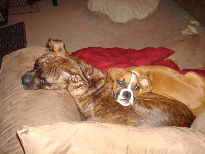 Marley found a new pillow...